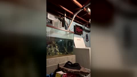 Snapshot of 33adidas chatting on 19, 3, 2026 33adidas online show from 19, 3, 2026