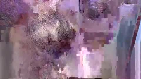 69bidam online show from 14, 12, 2025