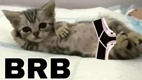 miko3 online show from 1, 2, 2026