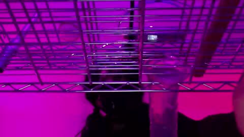 Natasha Diavolo online show from 25, 12, 2024