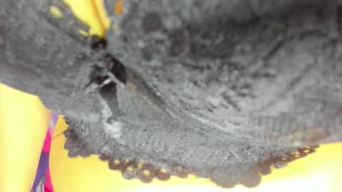 pamela online show from 23, 10, 2025