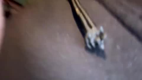 Snapshot of amature59 chatting on 17, 1, 2025 Jamesy online show from 17, 1, 2025