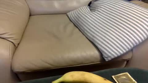 animal_michael online show from 21, 12, 2024