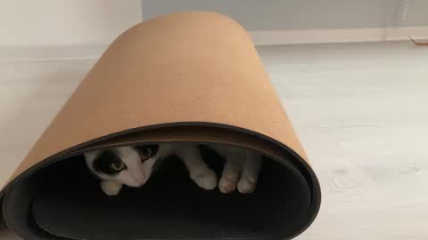 Snapshot of anntics_ chatting on 12, 10, 2025 N  antics online show from 12, 10, 2025