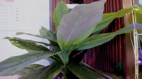 Ana online show from 20, 1, 2025