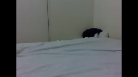 needoh online show from 26, 4, 2026