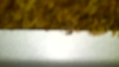 Snapshot of bagalan chatting on 19, 12, 2024 Carlos online show from 19, 12, 2024