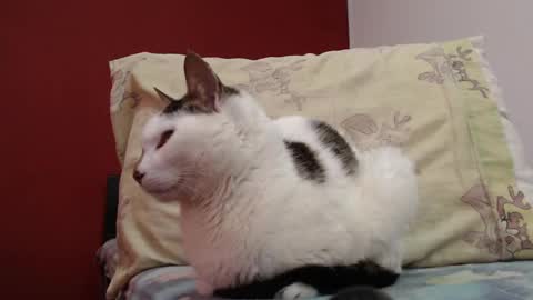 bayonette_black online show from 3, 2, 2025