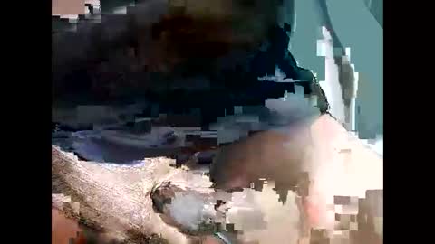 bbcbrazilianboy online show from 28, 9, 2025