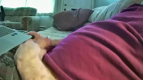 bcema2 online show from 8, 1, 2025