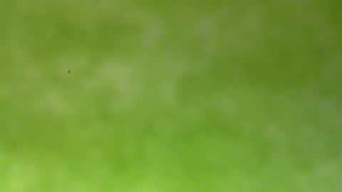 Snapshot of bonershow chatting on 18, 1, 2026 bonershow online show from 18, 1, 2026