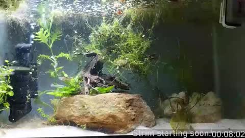 Booker Baxton online show from 12, 11, 2025