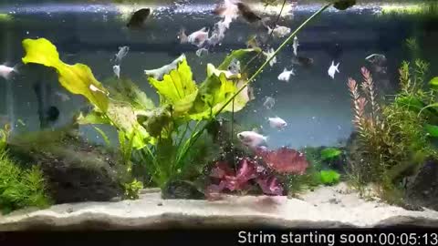 Booker Baxton online show from 15, 1, 2026