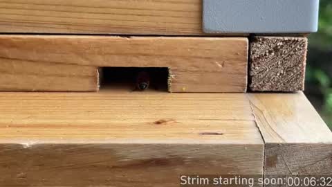 Booker Baxton online show from 5, 4, 2026