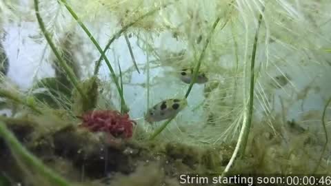 Booker Baxton online show from 18, 4, 2026