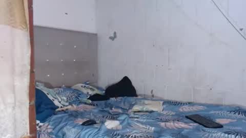 brianadollts1 online show from 12, 4, 2026