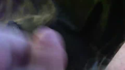 bullemoe online show from 14, 1, 2025