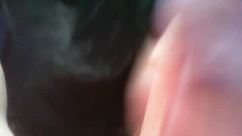 bullemoe online show from 8, 3, 2025