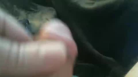 bullemoe online show from 27, 10, 2025