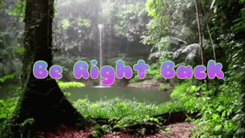 Butterfly and Bear online show from 8, 12, 2024