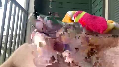 cocostarfish online show from 1, 3, 2026