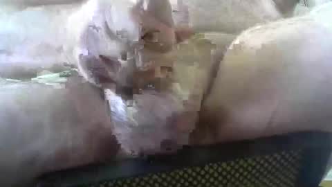 Snapshot of coffee90028 chatting on 3, 2, 2026 coffee90028 online show from 3, 2, 2026