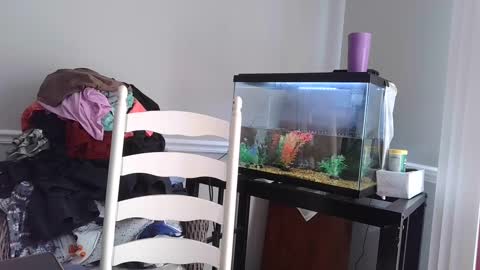 Fallen Angel 21 online show from 4, 3, 2025