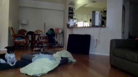 cumfiesta1 online show from 1, 1, 2025