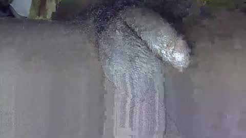 Snapshot of dadyschlong chatting on 3, 6, 2026 GIANT Lamar 72 ft tall with a 10 inches BBC hard quick cumshot in private show lets go online show from 3, 6, 2026