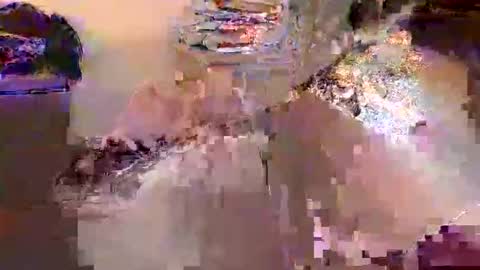 dafo1980 online show from 17, 4, 2026