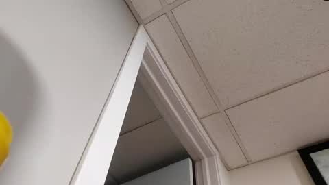 danimal5000 online show from 5, 3, 2026