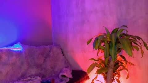 Snapshot of danita_veelz chatting on 5, 6, 2026 danita_veelz online show from 5, 6, 2026