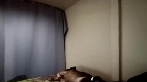 Juice cock online show from 11, 12, 2024