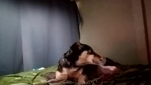 Juice cock online show from 29, 12, 2024