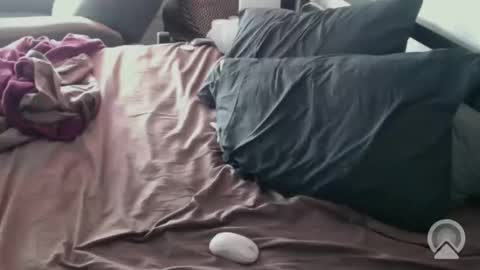 Snapshot of dcteamfucker chatting on 14, 2, 2026 DCTeamFucker online show from 14, 2, 2026