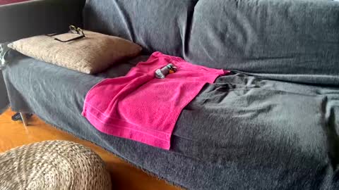 Alfredo online show from 11, 9, 2025