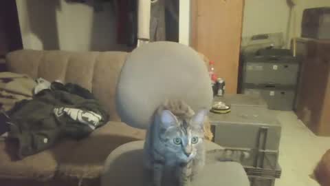 drac2009 online show from 28, 1, 2025