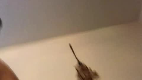 ducebabydee online show from 18, 2, 2026