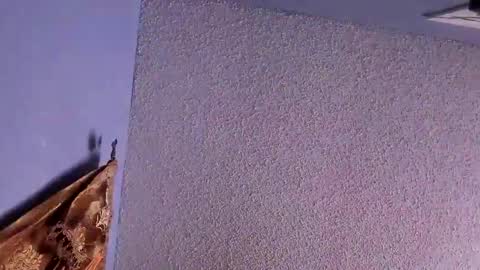 Santos online show from 7, 2, 2025