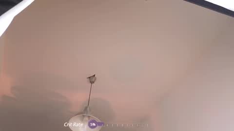 elliefrost online show from 12, 2, 2025