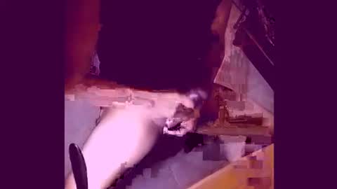 enjoylatino69 online show from 19, 4, 2026