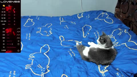 Eva online show from 17, 1, 2025