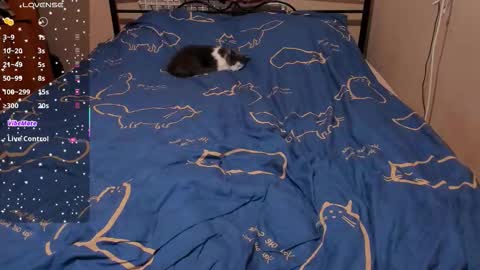 Eva online show from 27, 2, 2026