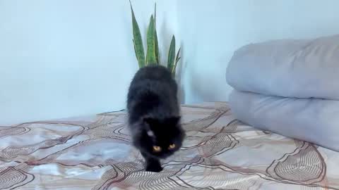 -  A N D E R online show from 7, 1, 2026