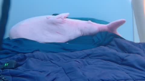 FE fee online show from 27, 2, 2025