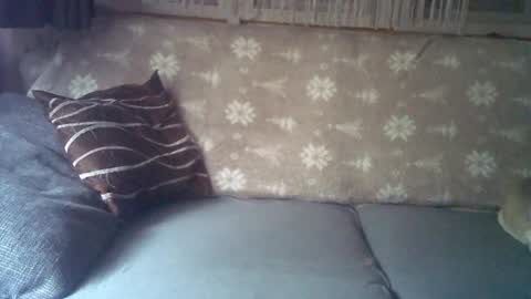 Jane and Findo online show from 25, 1, 2025