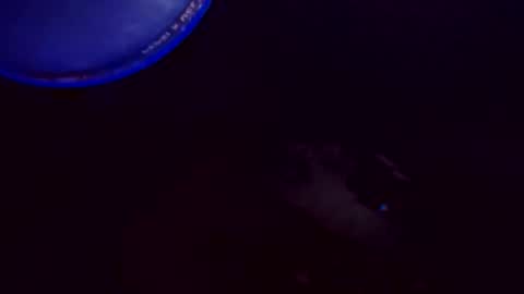 Snapshot of flashitorelindo chatting on 24, 11, 2025 flashitorelindo online show from 24, 11, 2025