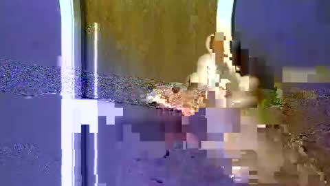 Snapshot of flex480 chatting on 17, 2, 2026 flex480 online show from 17, 2, 2026