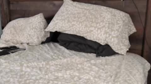 FloridaBearLive online show from 22, 2, 2025