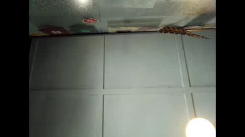 Snapshot of fucmebudoo chatting on 29, 9, 2025 Warwick online show from 29, 9, 2025